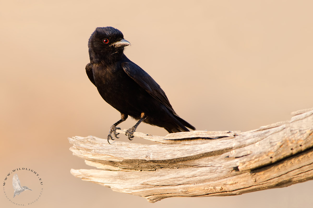 drongo at sunset