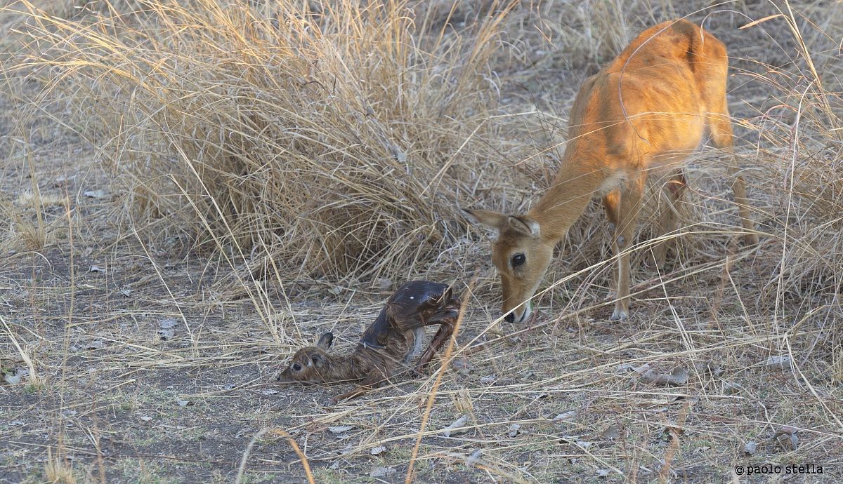 Puku (Kobus vardonii) birth - 14