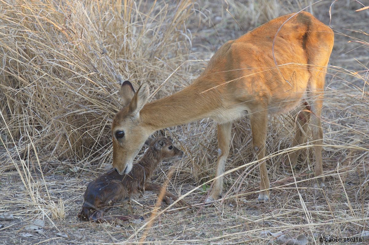 Puku (Kobus vardonii) birth - 16