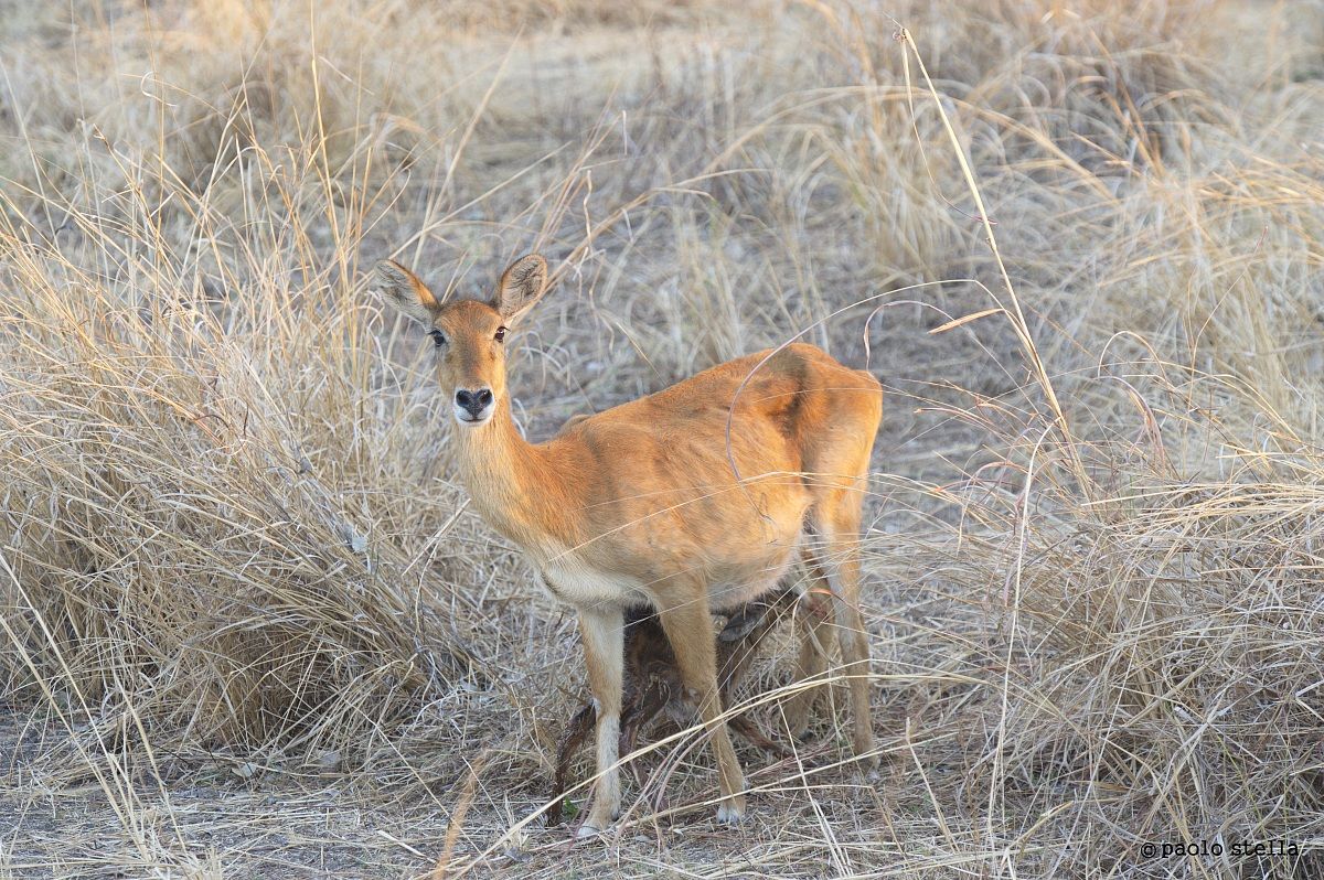 Puku (Kobus vardonii) birth - 17