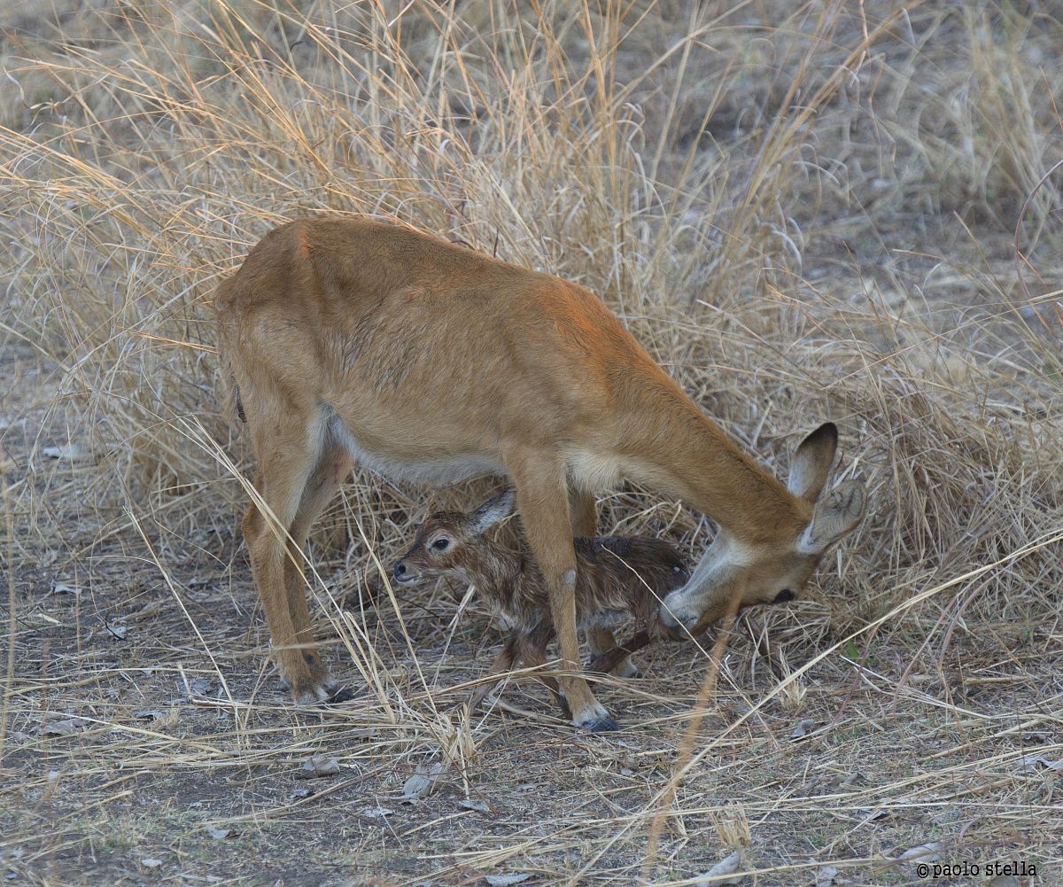 Puku (Kobus vardonii) birth - 18