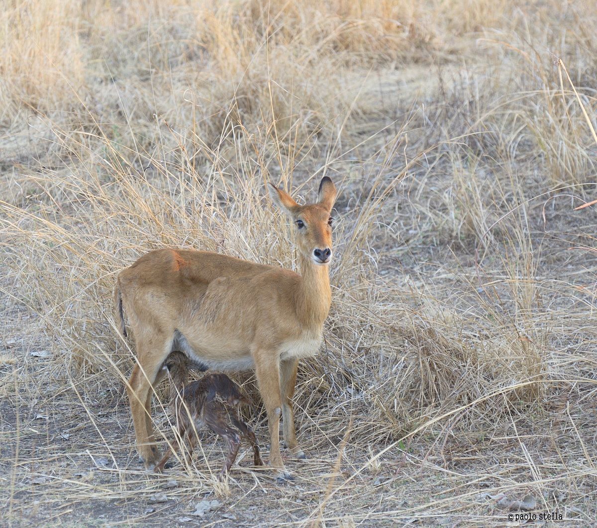 Puku (Kobus vardonii) birth - 19