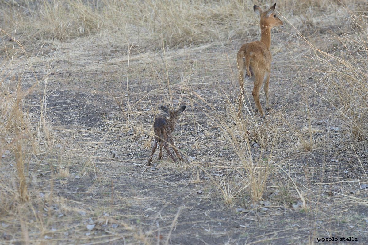 Puku (Kobus vardonii) birth - 20