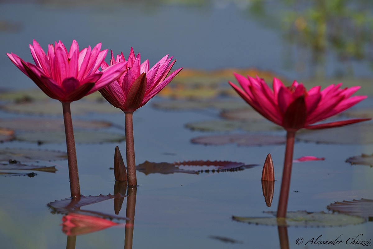 The colors of Laos .....