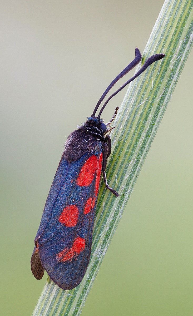 Zygaena filipendulae