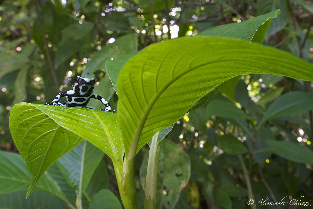 Dendrobates auratu