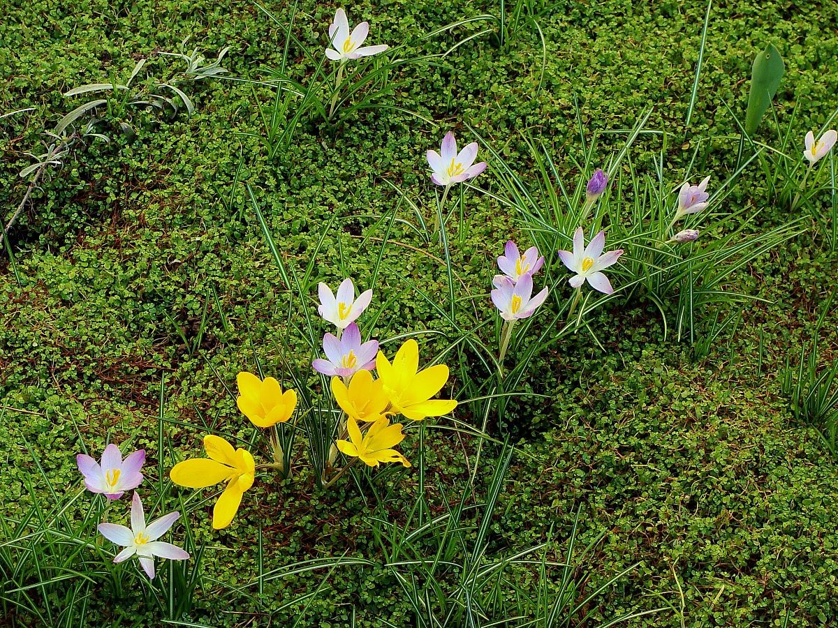 Crocus yellow and pink