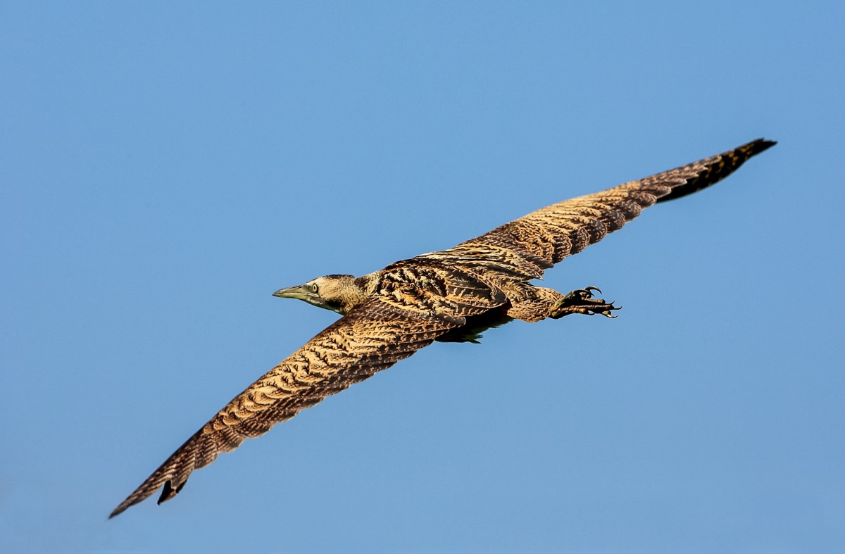Bittern in flight