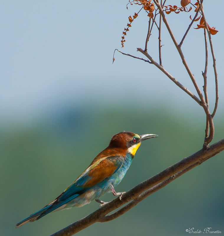 Bee-eater (Merops apiaster)