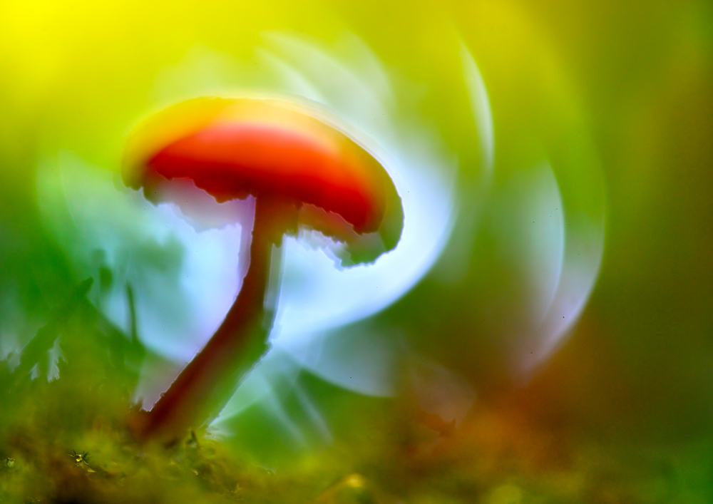 Magie del sottobosco..