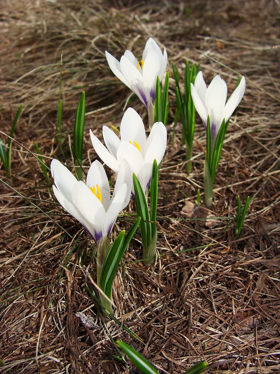 Crocus just erupted through the snow