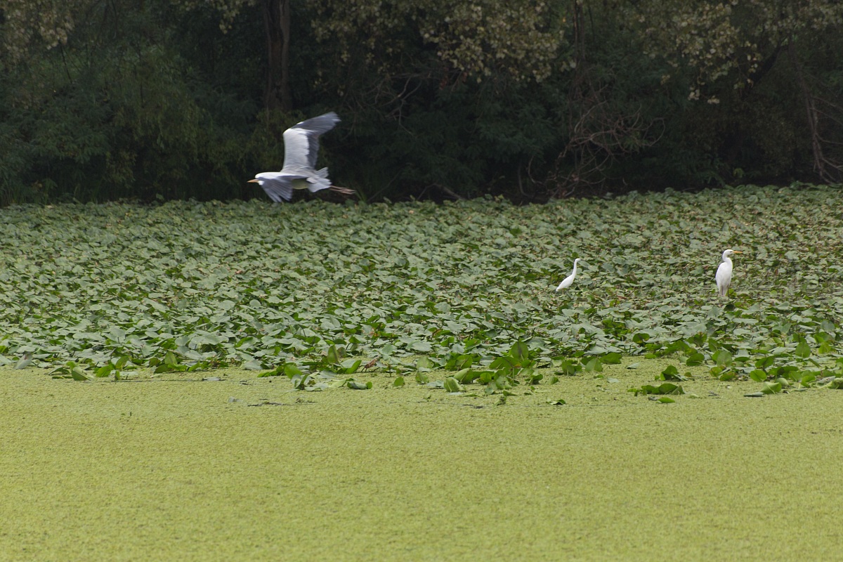 Mantova - flying over the green of the Mincio