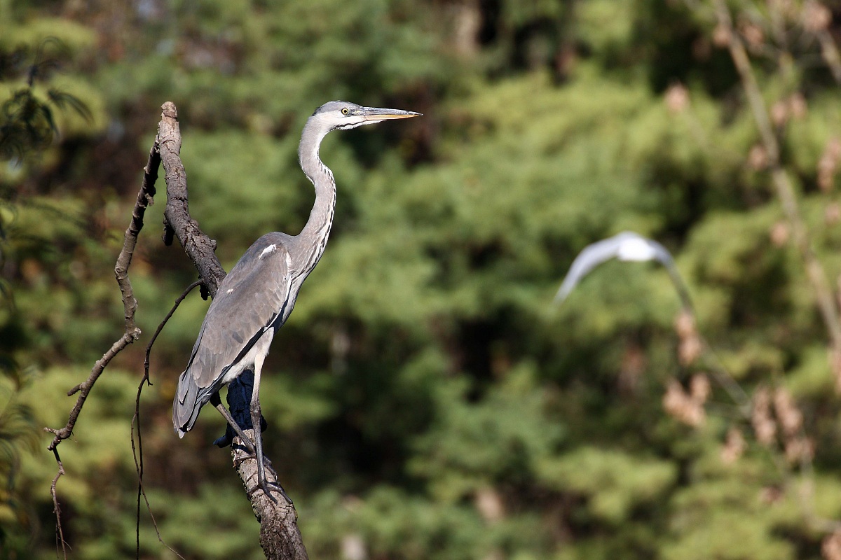 The Heron and the seagull