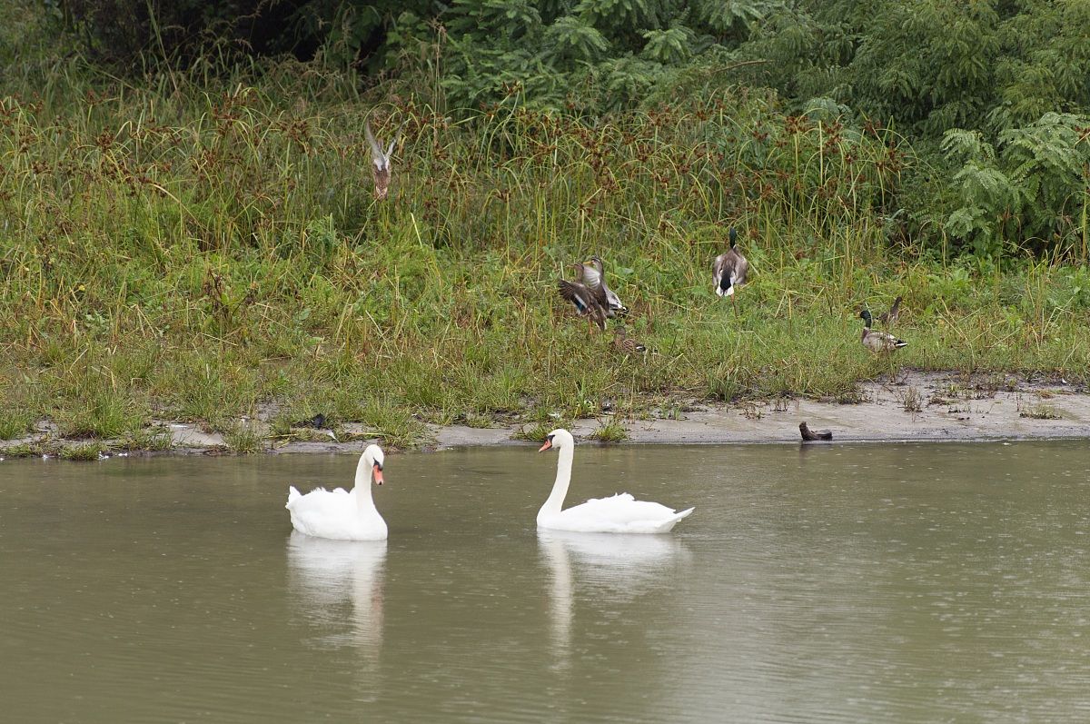 Mantova - Swans sul Mincio