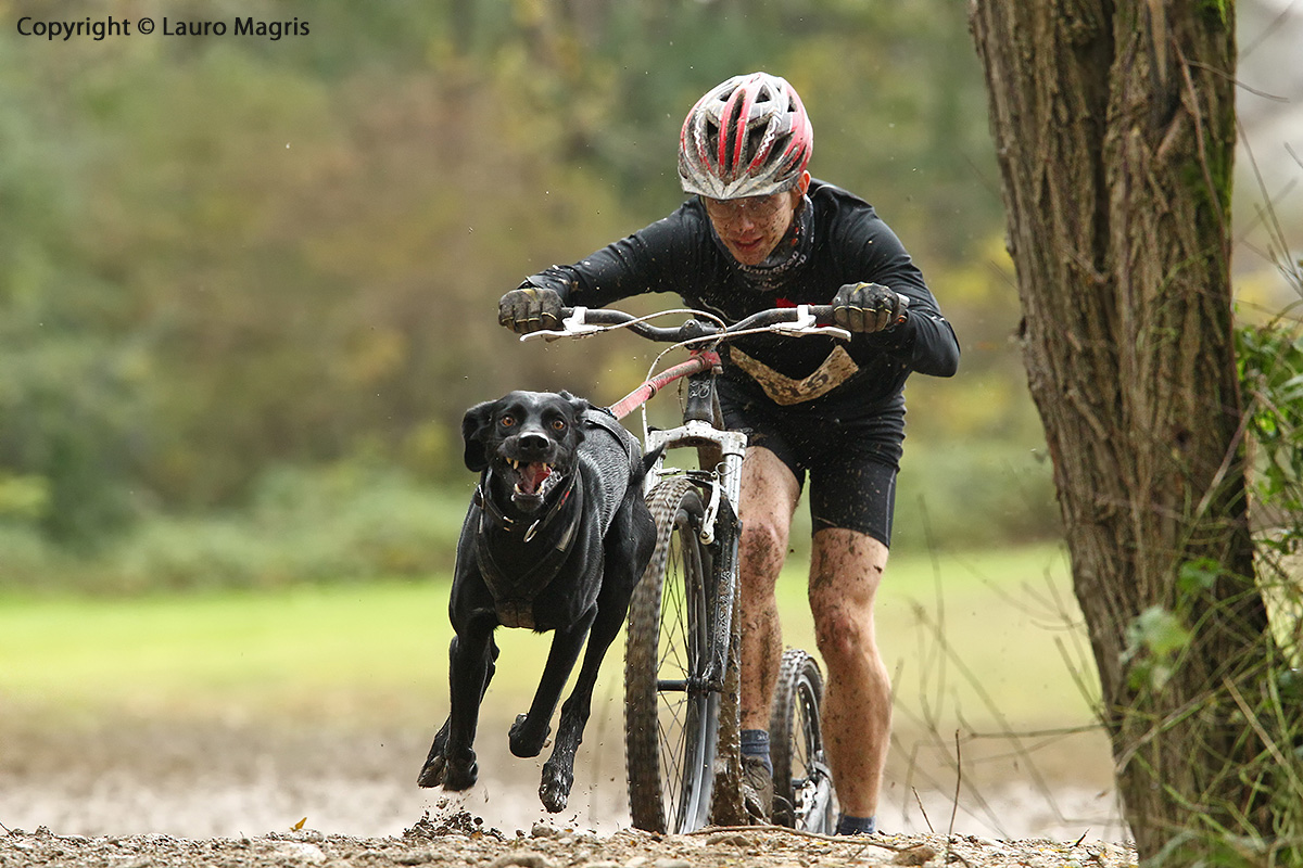 SledDog Sport : Bike-Joring