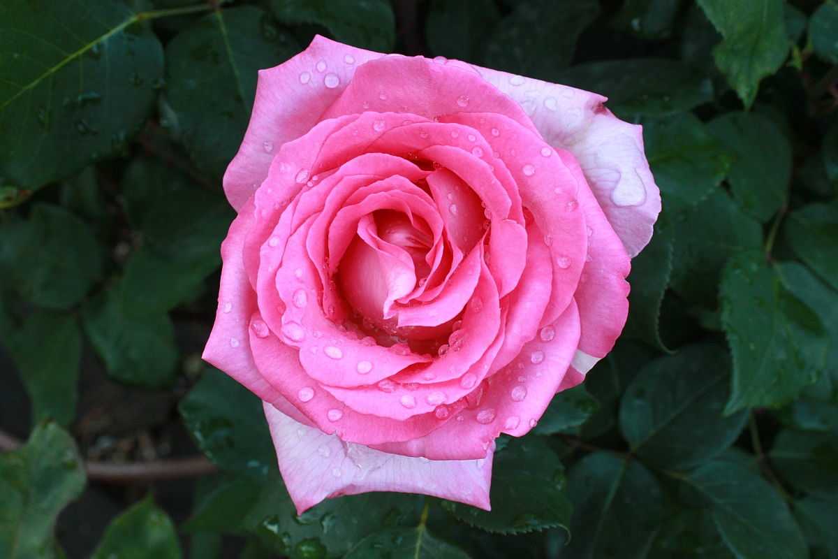 Pink Rose