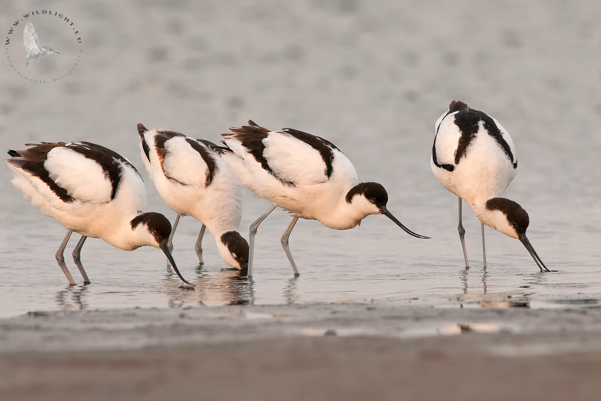 tutte insieme per la cena