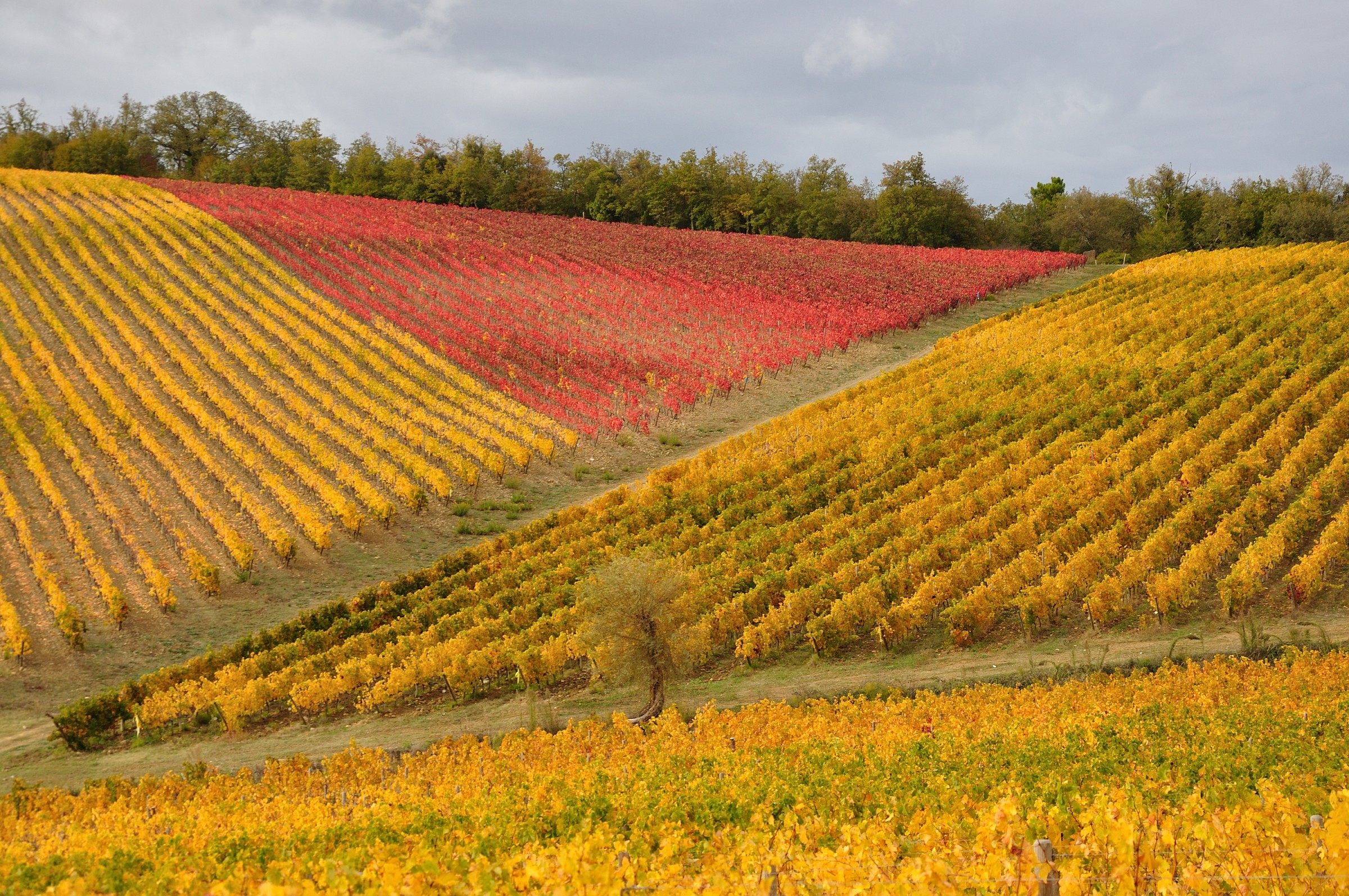 Chianti early November