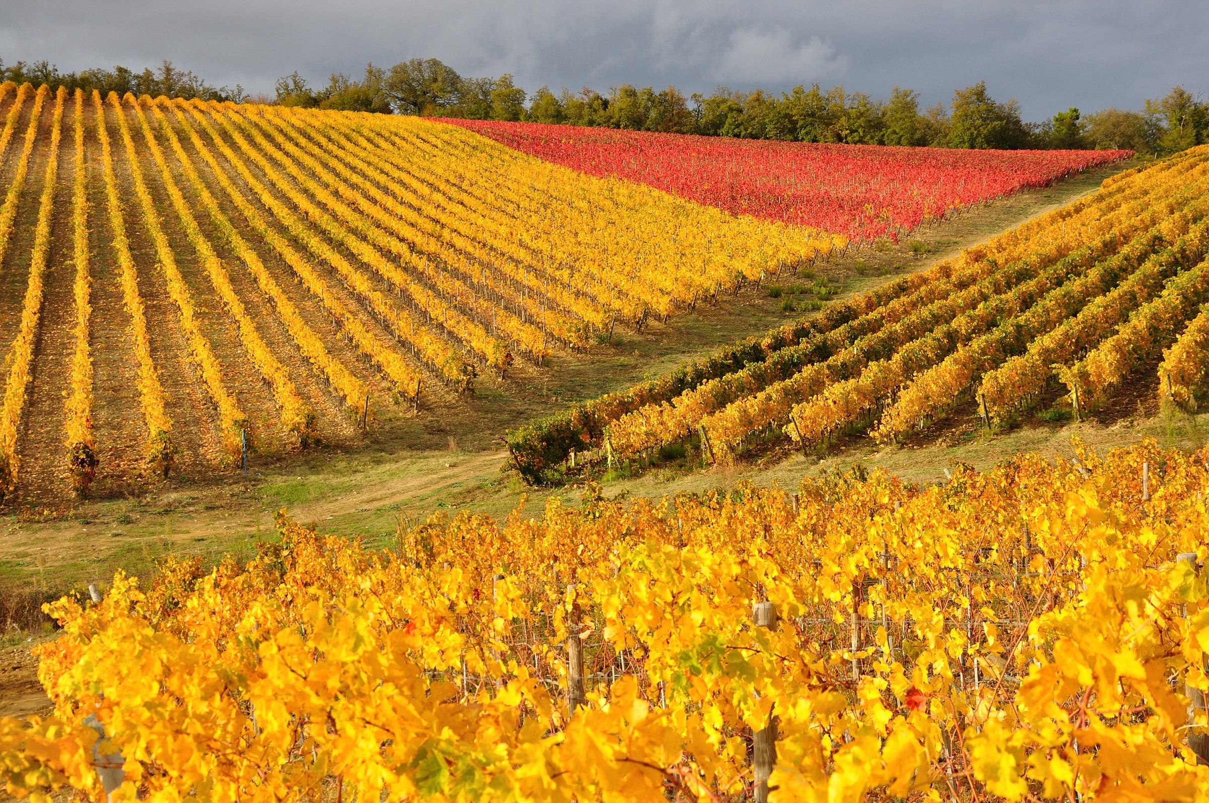 Chianti early November