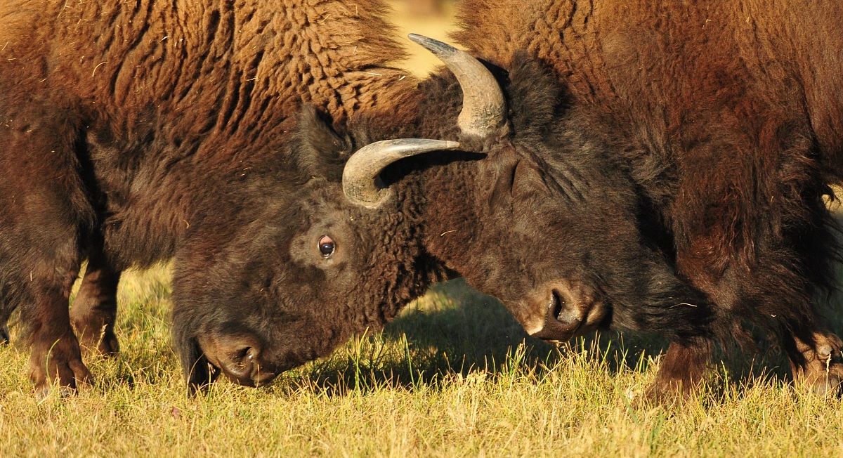 Testa a testa nello Yellowstone