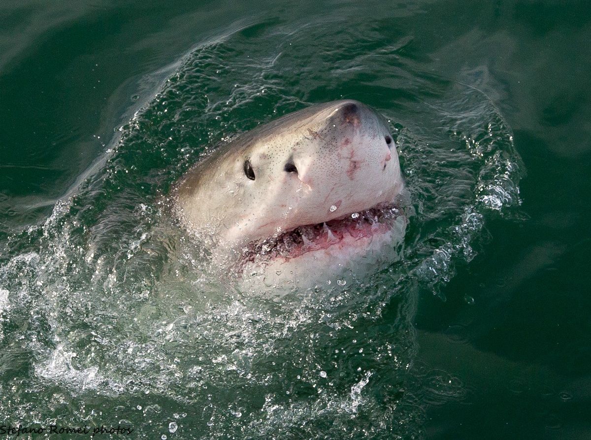 Come and take a bath?