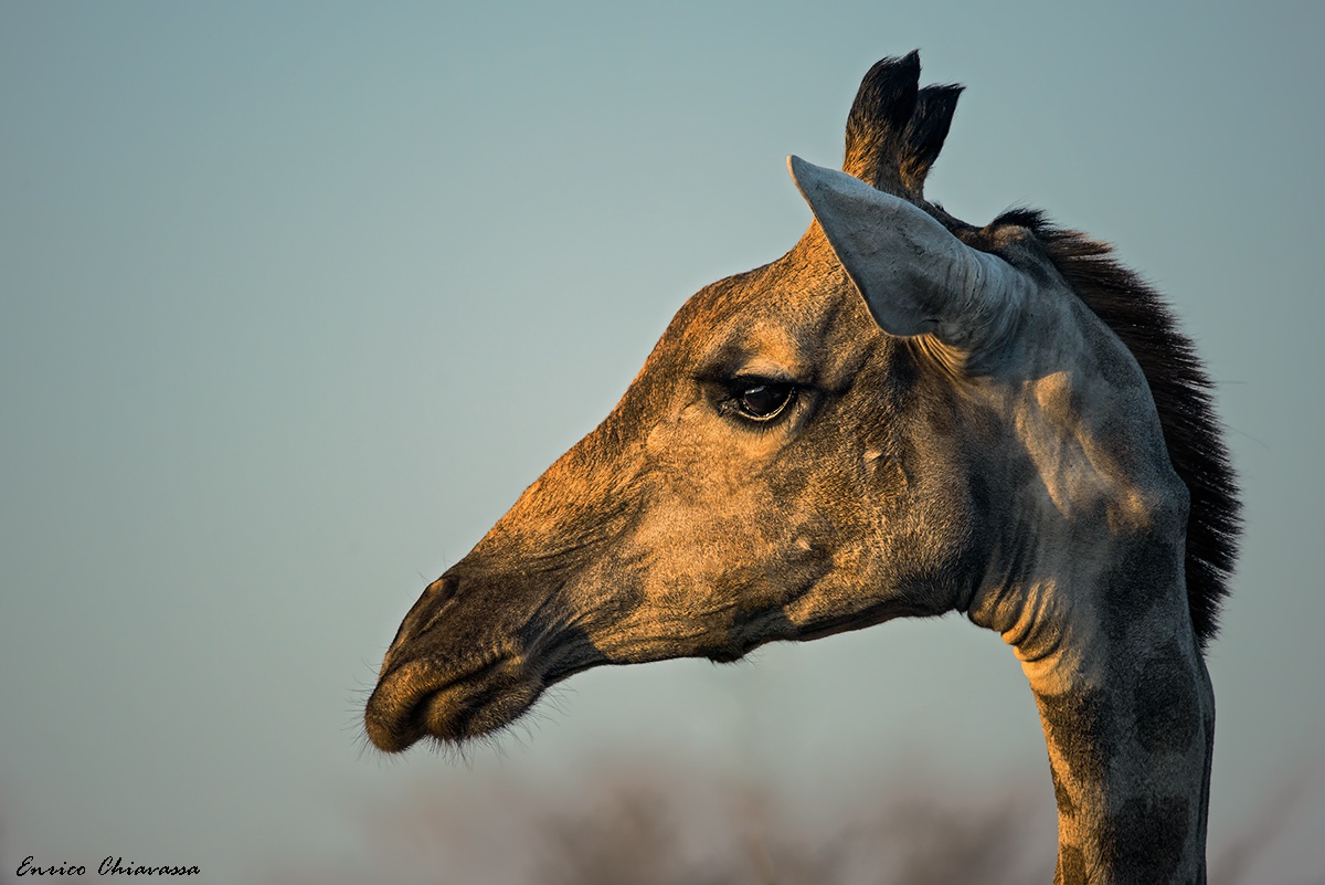 Giraffa: guardando il tramonto