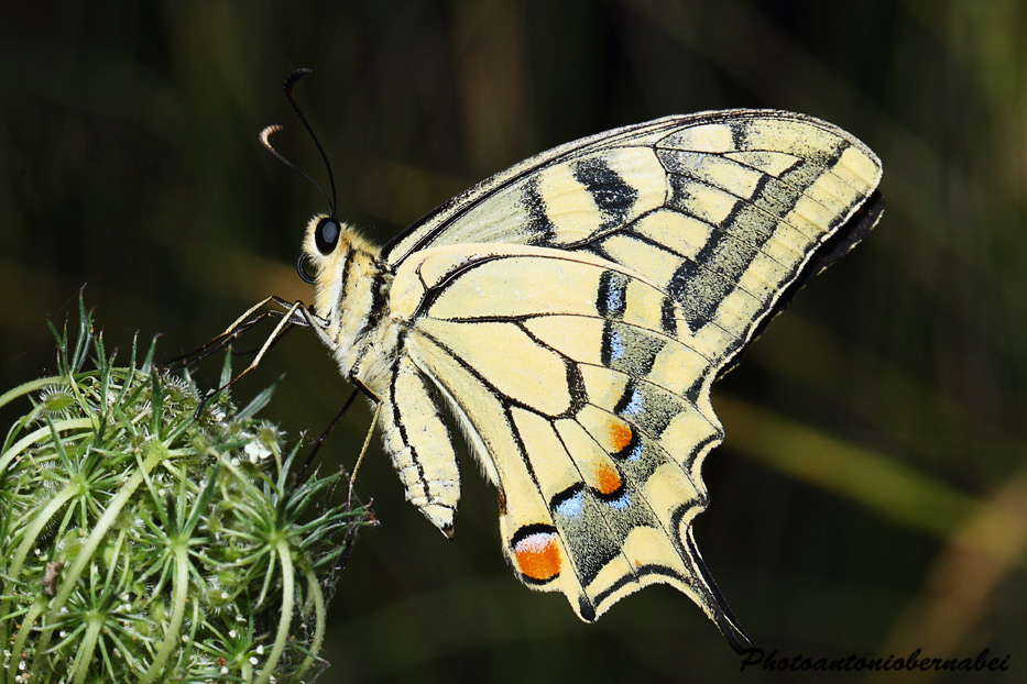 Papilio Macaone