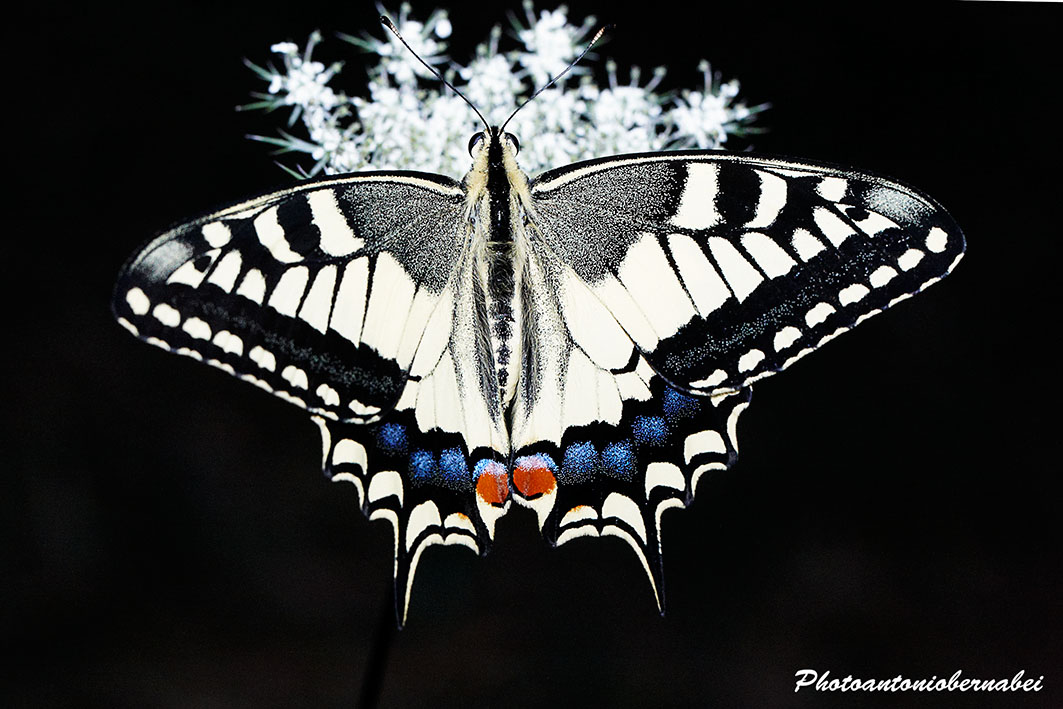 Papilio Macaone