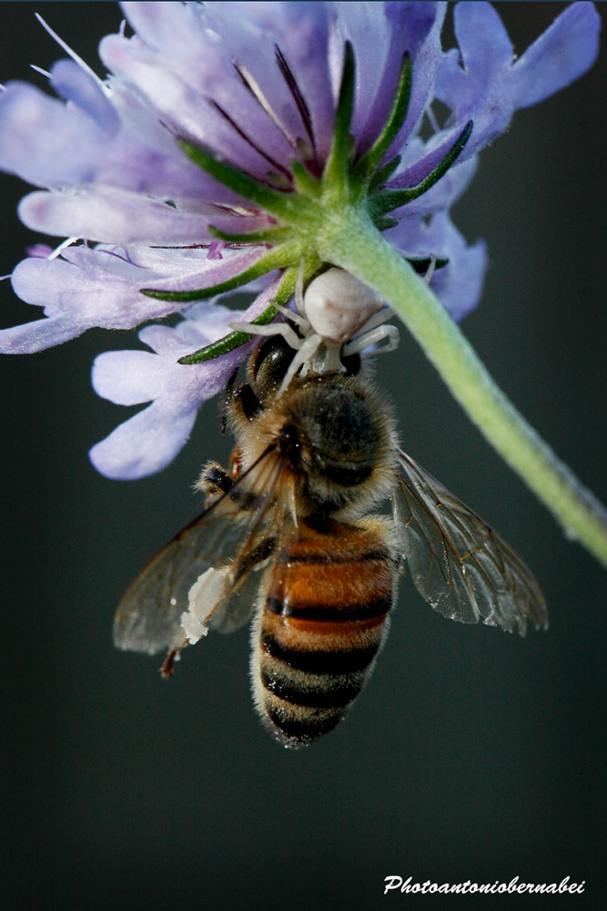 Ragno Granchio(Tomisidi)