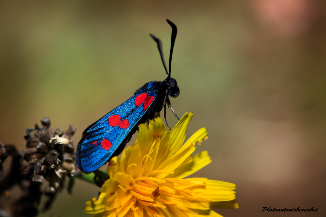 Zygaena filipendulae