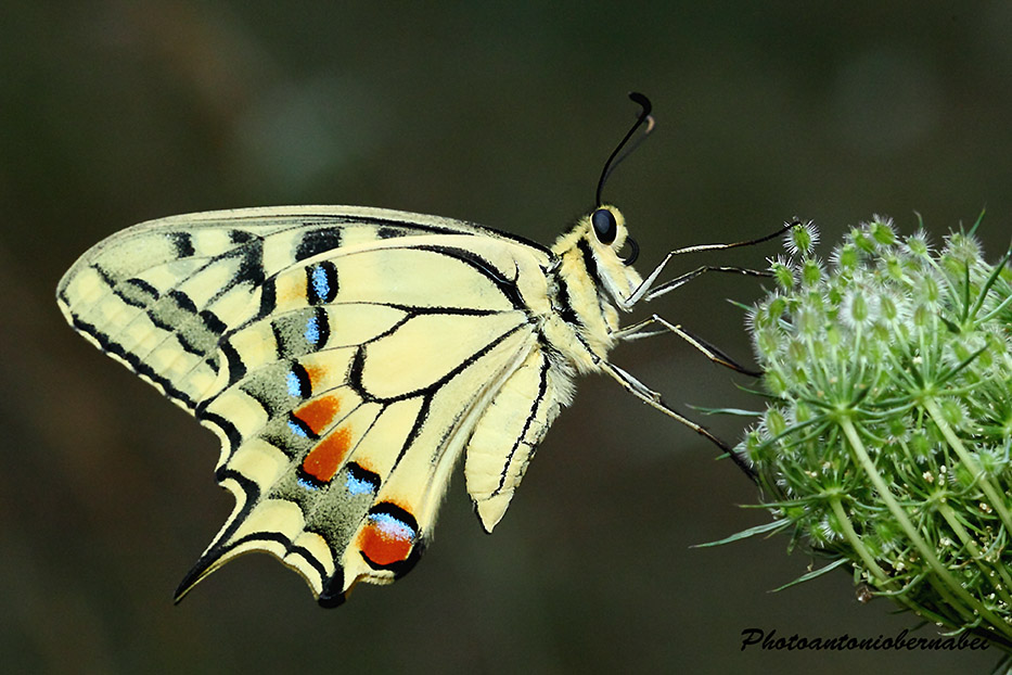 Papilio Macaone