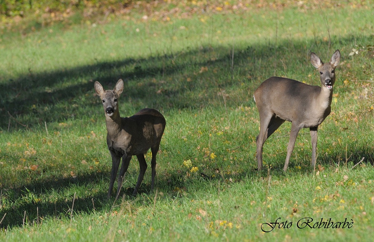 Caprioli ..... d'autunno ...