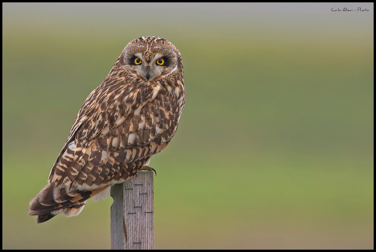 Gufo di Palude