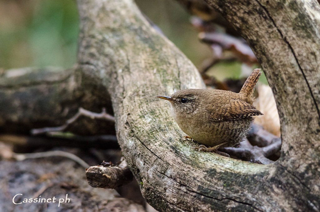 Scricciolo incorniciato