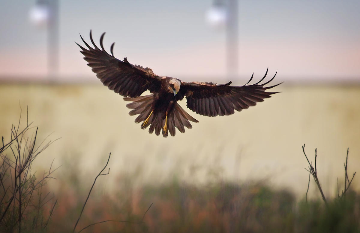 La regina della palude