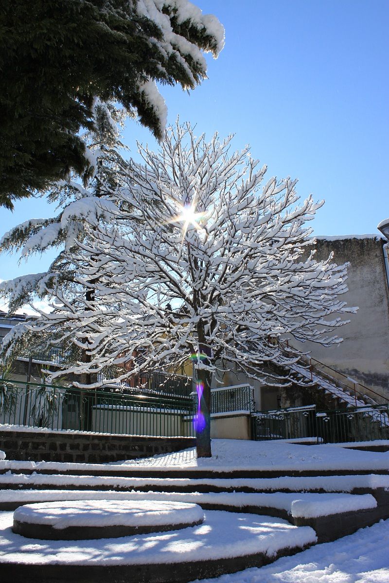 albero innevato