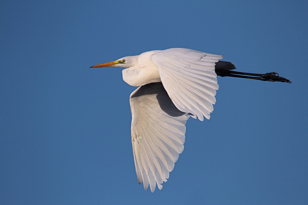 White Heron