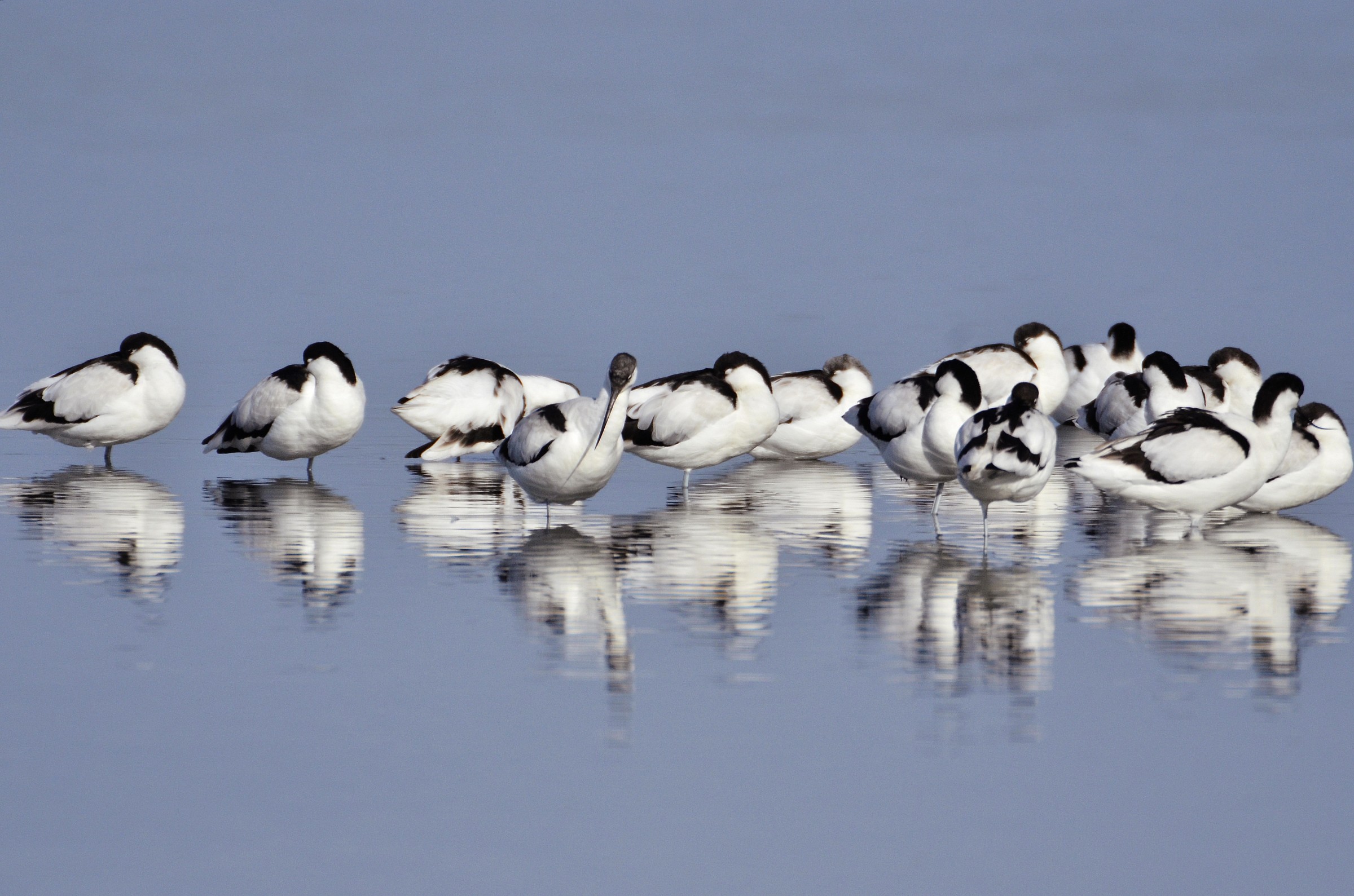 avocette
