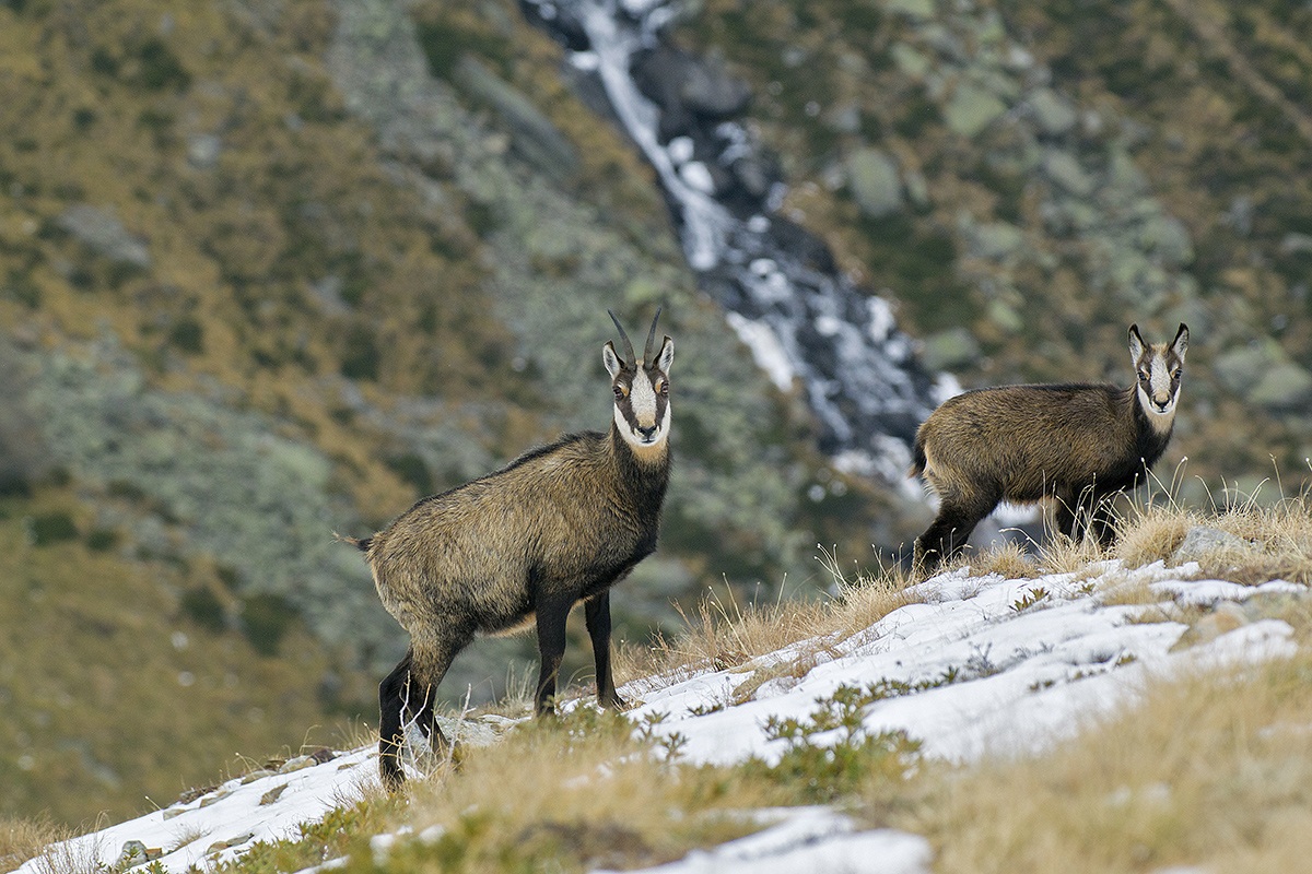 chamois pns high Valcamonica