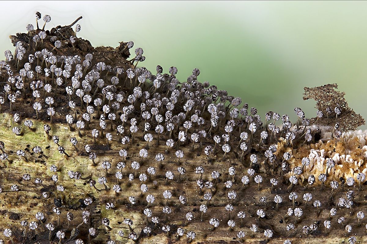 piccola colonia di microfunghi