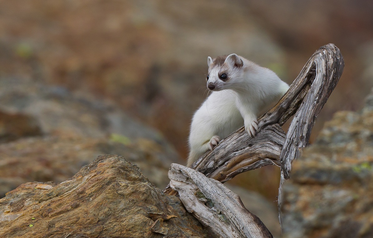 Ermine on the trunk