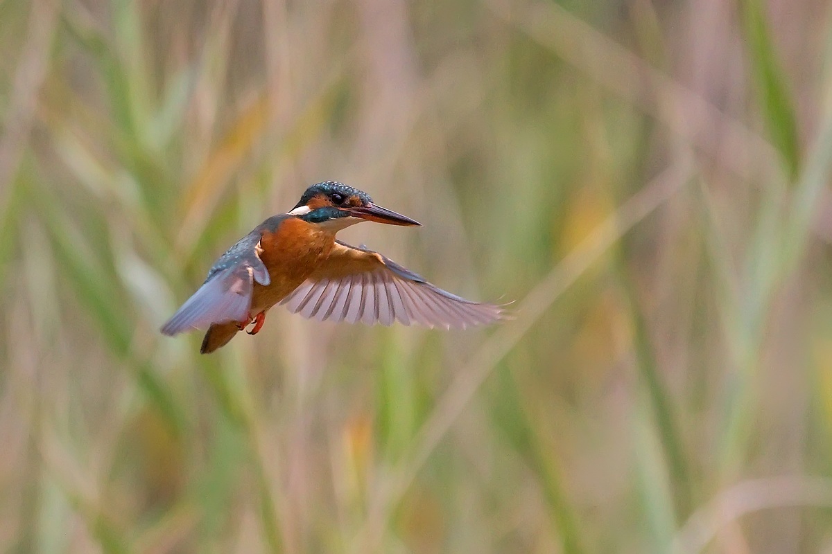 The flight of martino