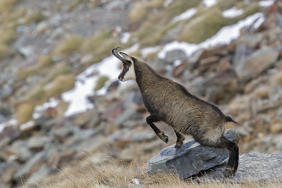pns suede upper Valcamonica