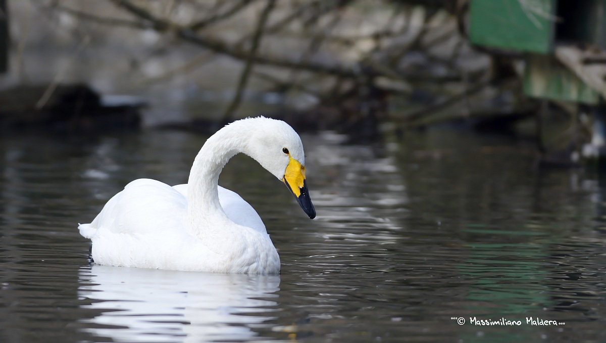 son belllissssiiimmmo