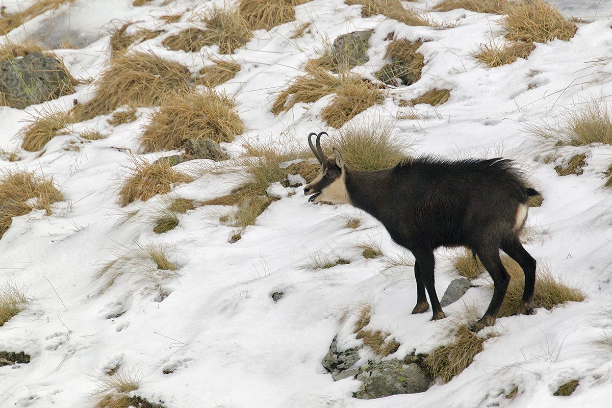 pns suede upper Valcamonica