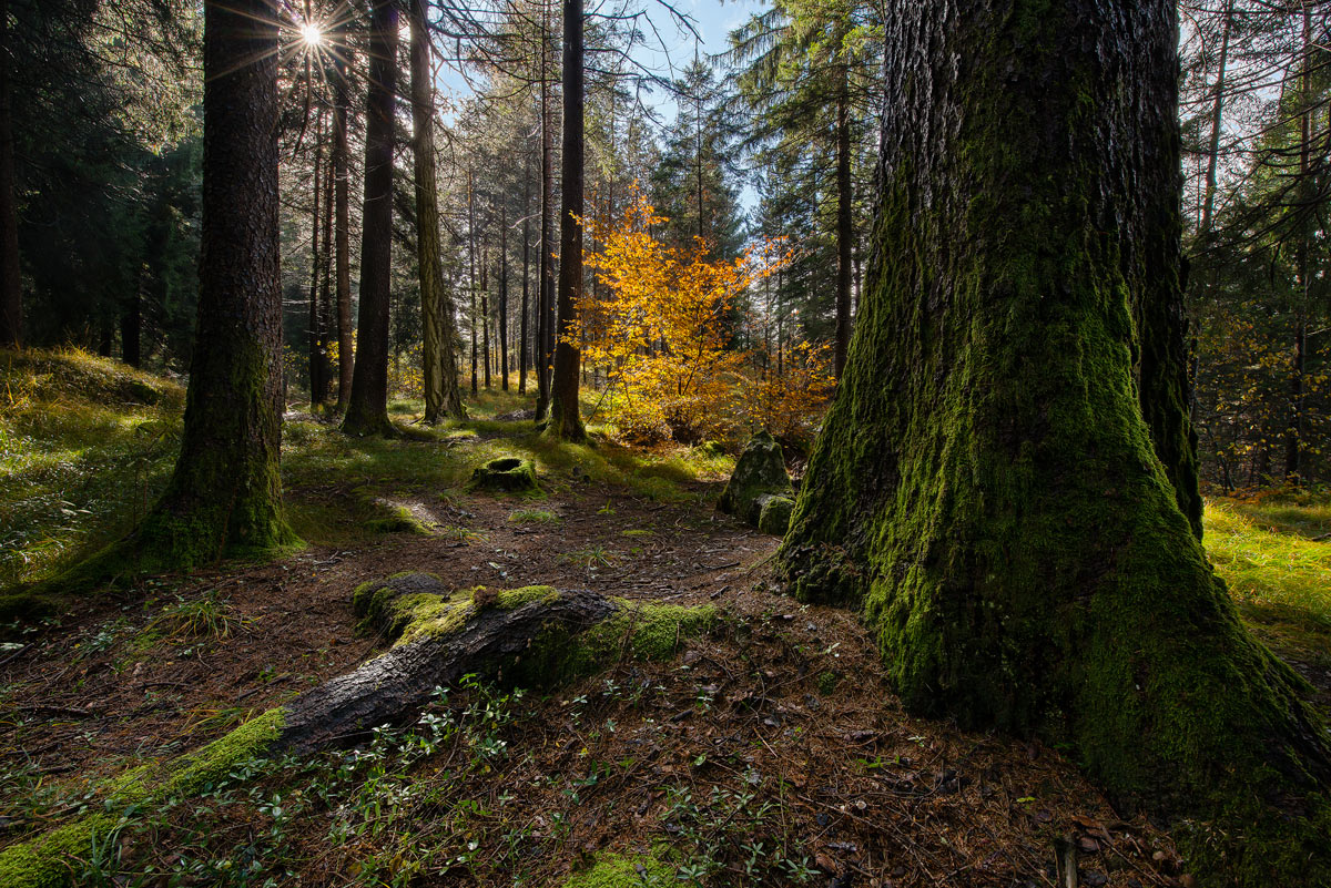 Lights, colors and shadows in the undergrowth