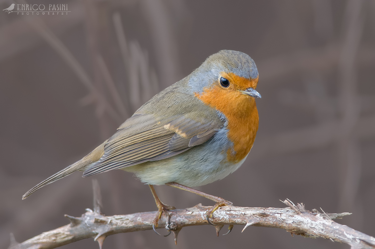 Pettirosso tra i rovi