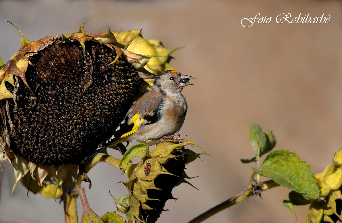 Cardellino.... ingordo ....