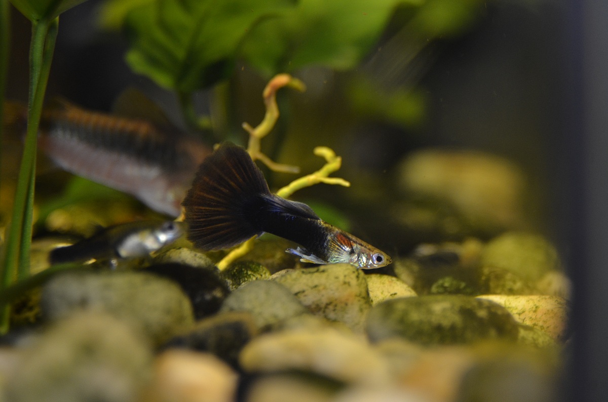 Guppy maschietto