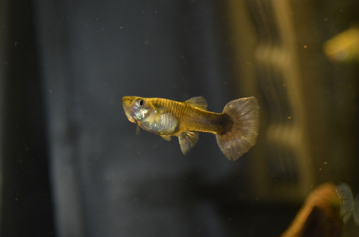 Guppy femminuccia